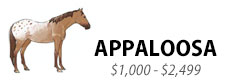 Appaloosa, $1,000-$2,499
